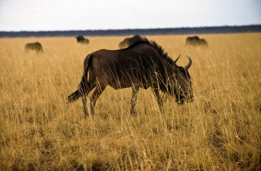 Büffel im Etosha Nationalpark, Namibia